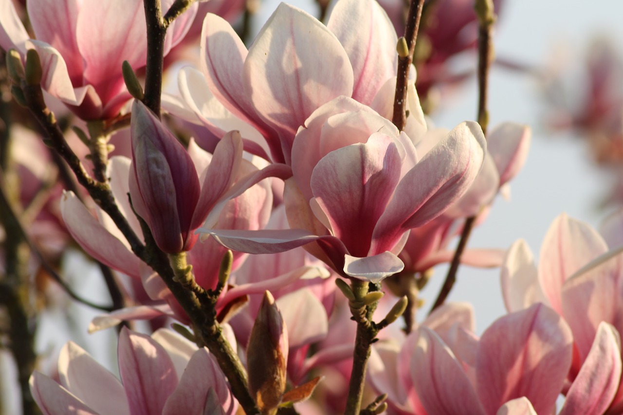 magnolia  spring  blossom free photo