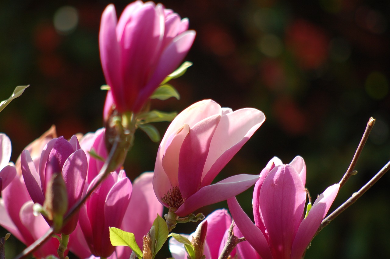 magnolia  spring  petals free photo