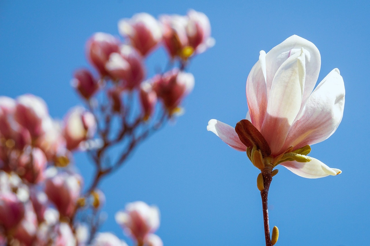 magnolia  blossom  bloom free photo