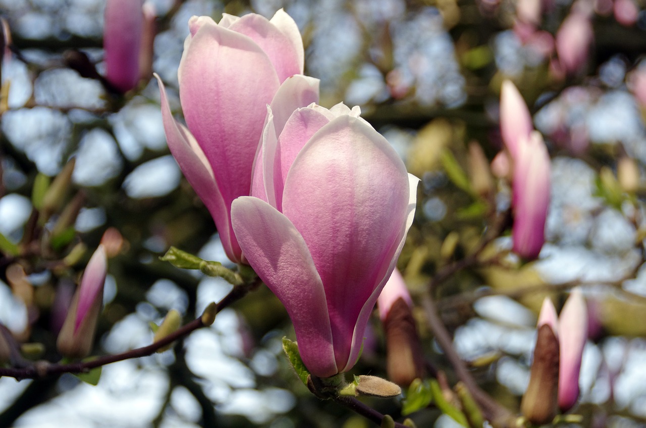 magnolia  soulangiana  nigra free photo