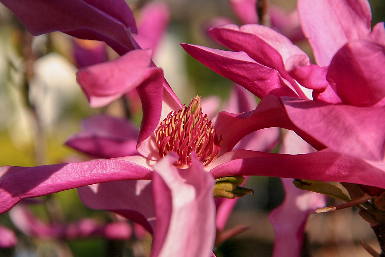 magnolia  flower  spring free photo