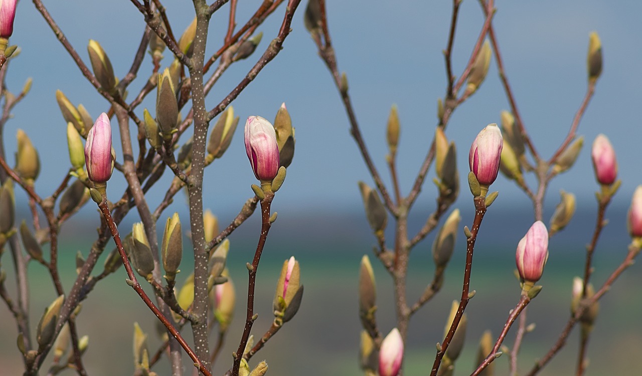 magnolia  bud  pink free photo