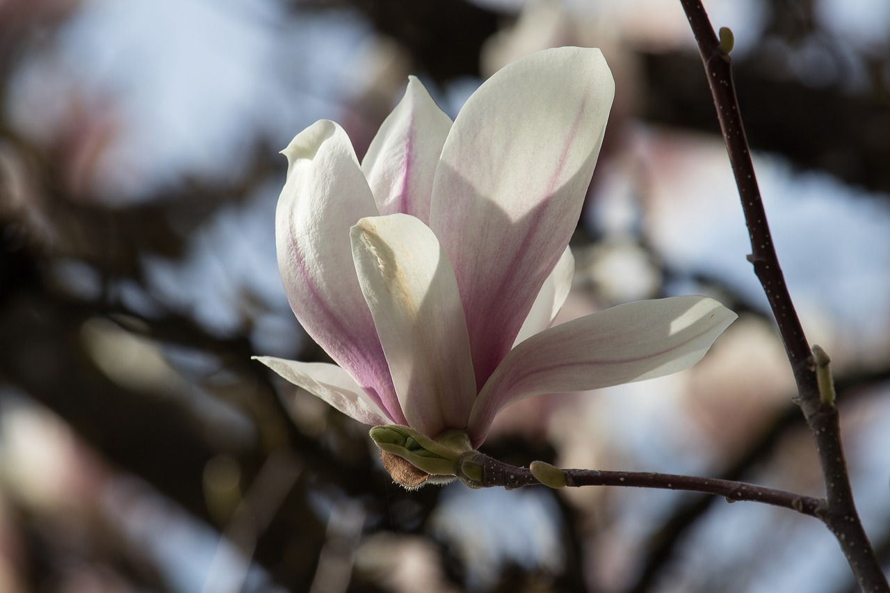 magnolia  tree  spring free photo