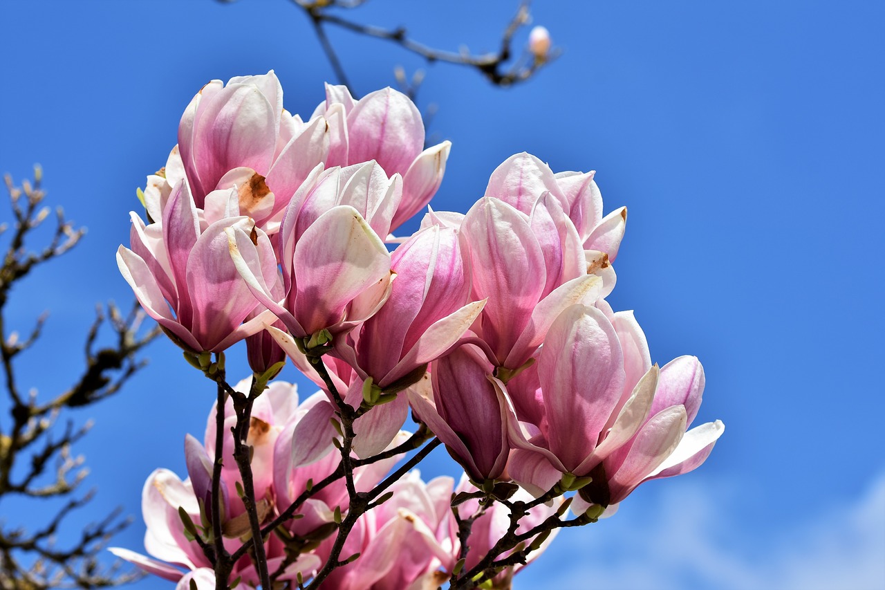 magnolia  magnolia tree  flowers free photo