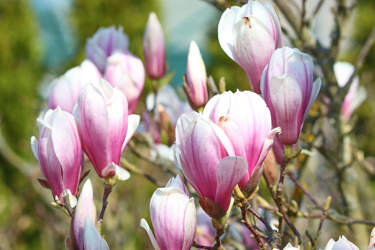 magnolia  white  pink free photo