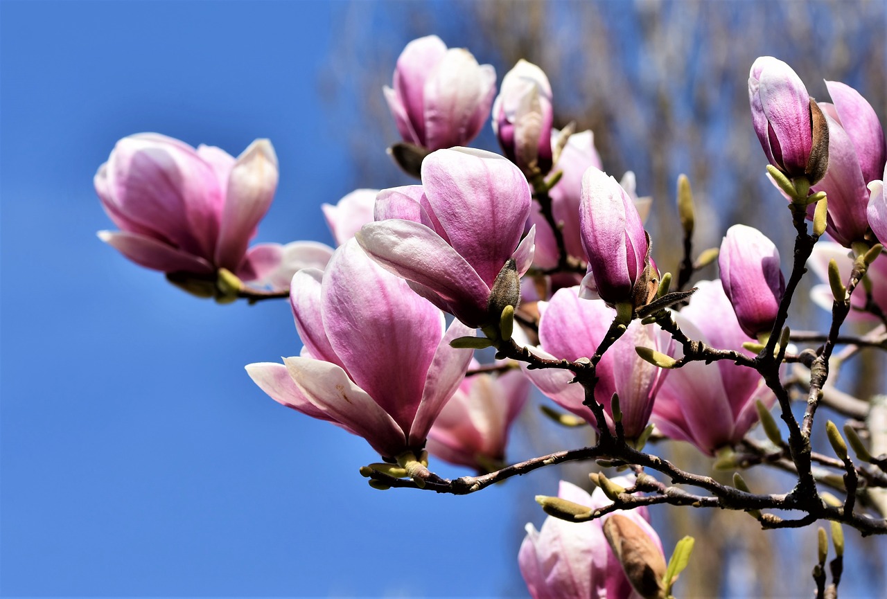 magnolia  magnolia tree  flowers free photo