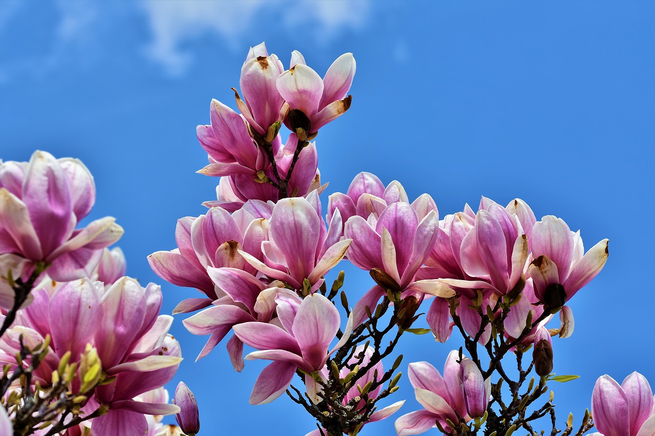 magnolia  magnolia tree  flowers free photo