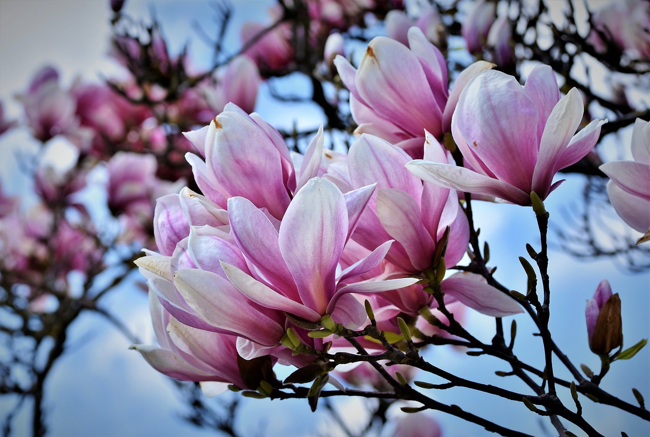 magnolia  magnolia tree  flowers free photo