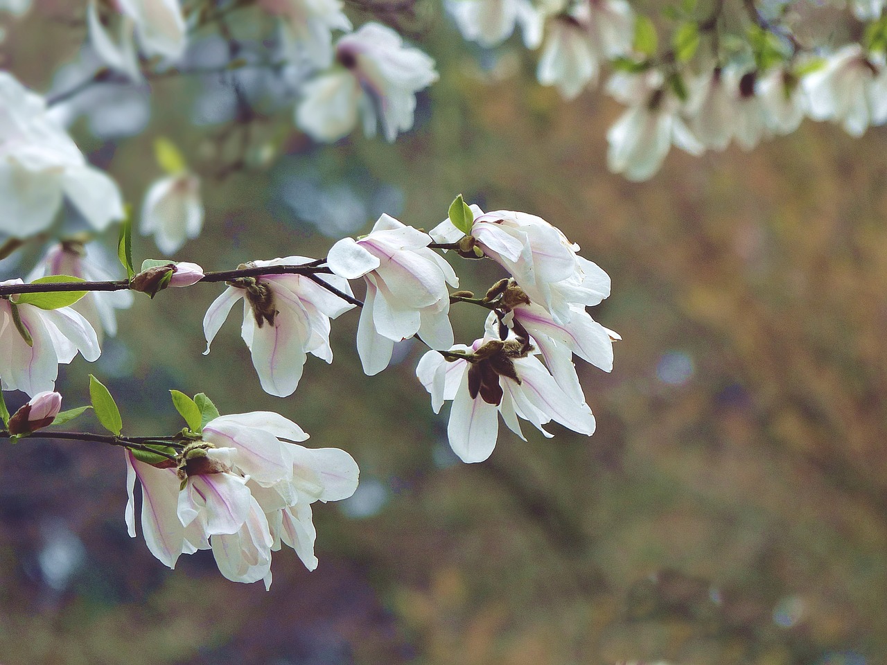 magnolia  flowers  spring free photo