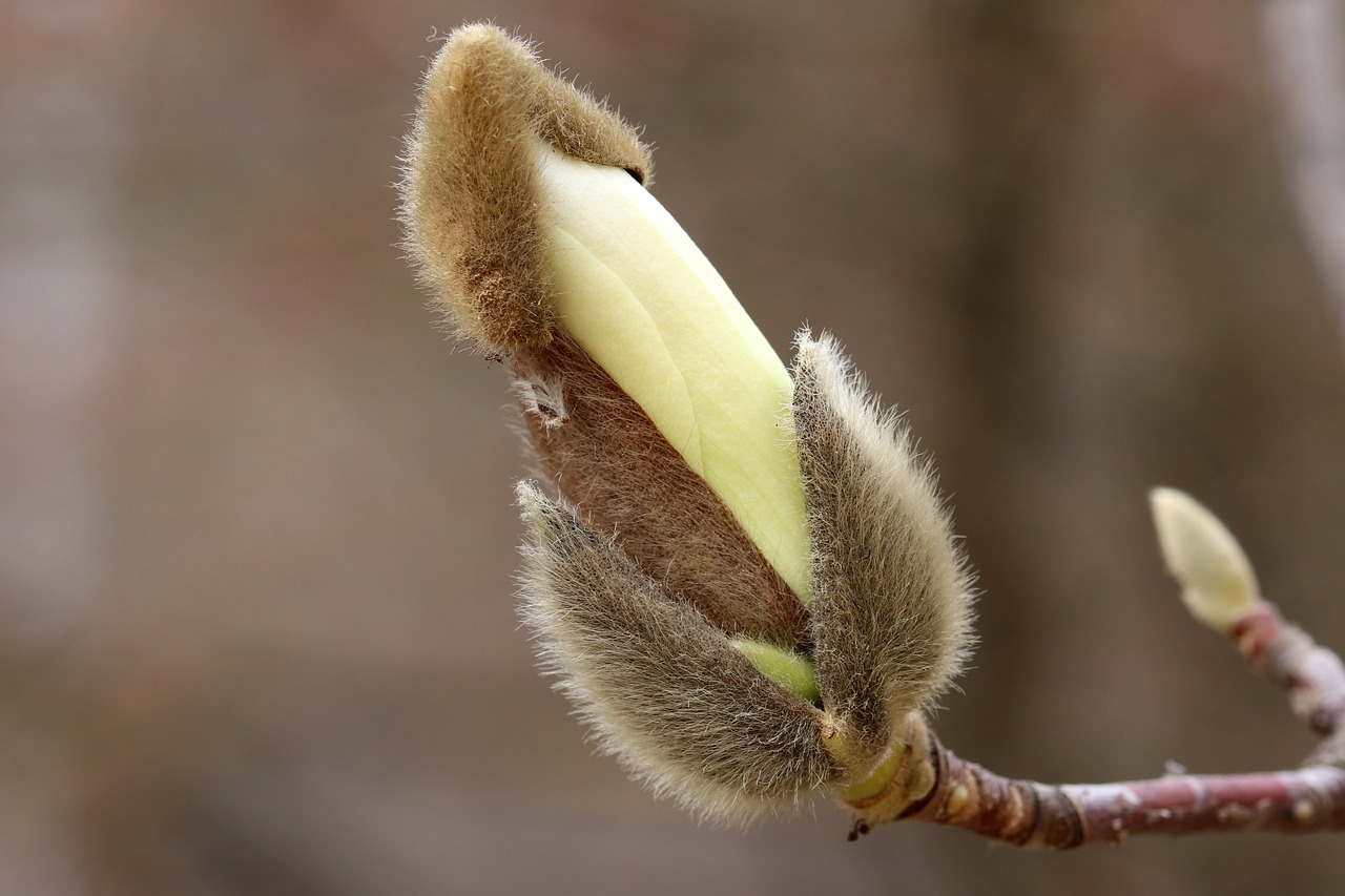 magnolia  buds  nature free photo