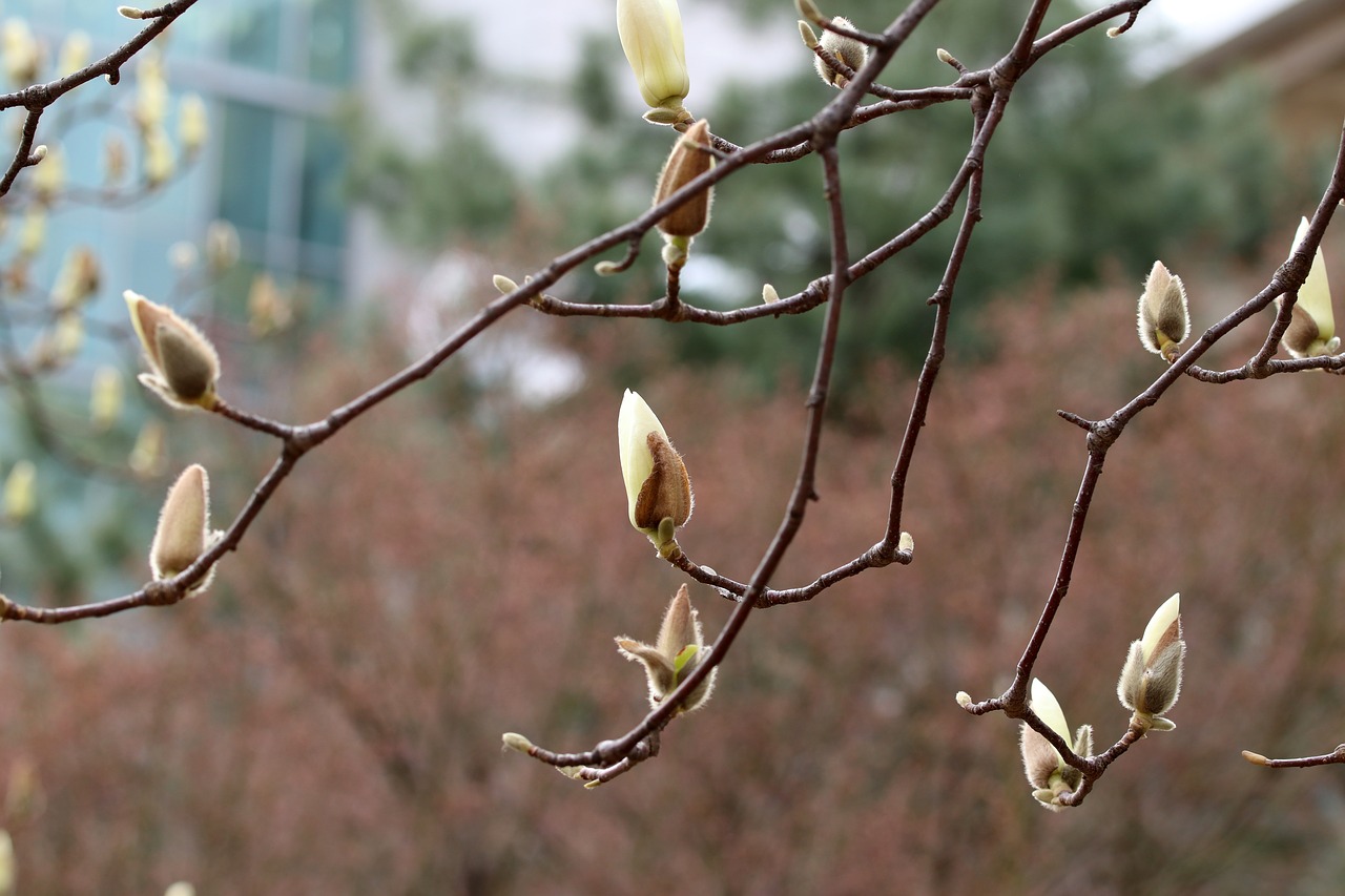 magnolia  buds  nature free photo
