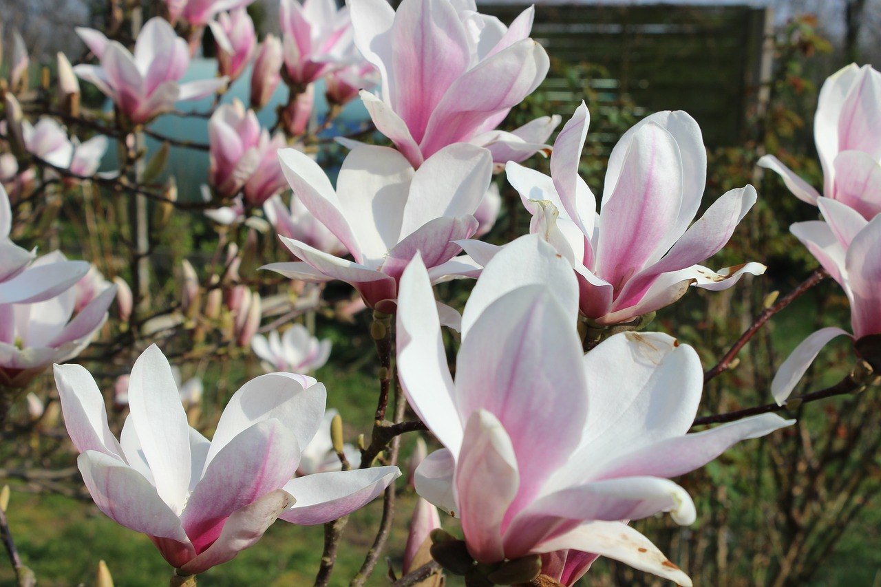 magnolia  white  spring free photo