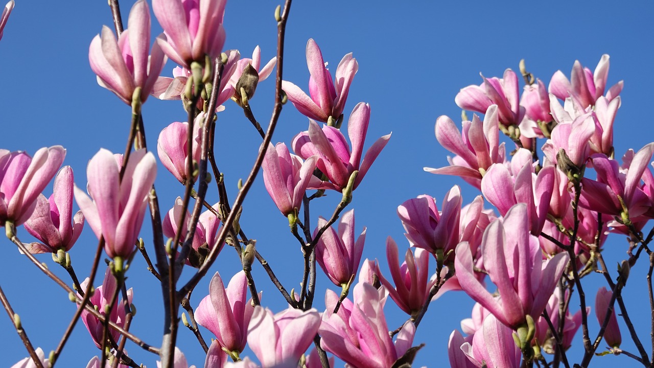 magnolia  pink  spring free photo