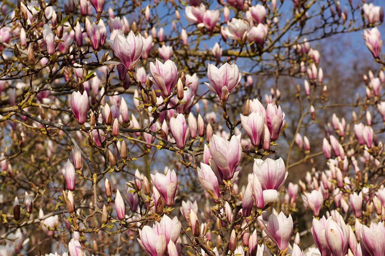 magnolia  bud  spring free photo