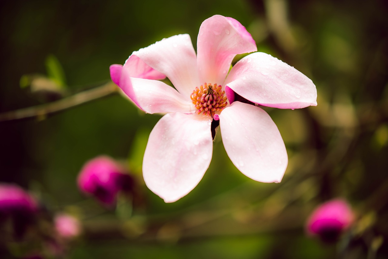 magnolia  pink  spring free photo