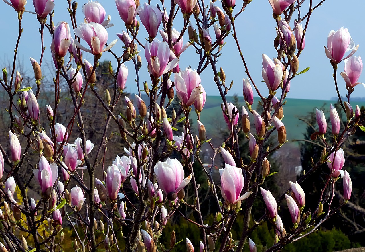 magnolia  flowers  spring free photo