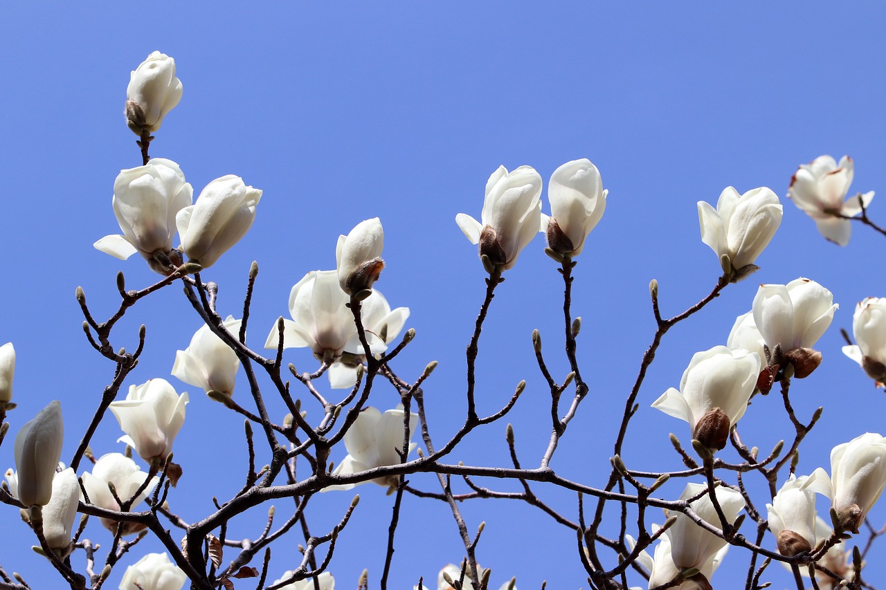 magnolia  spring  flowers free photo