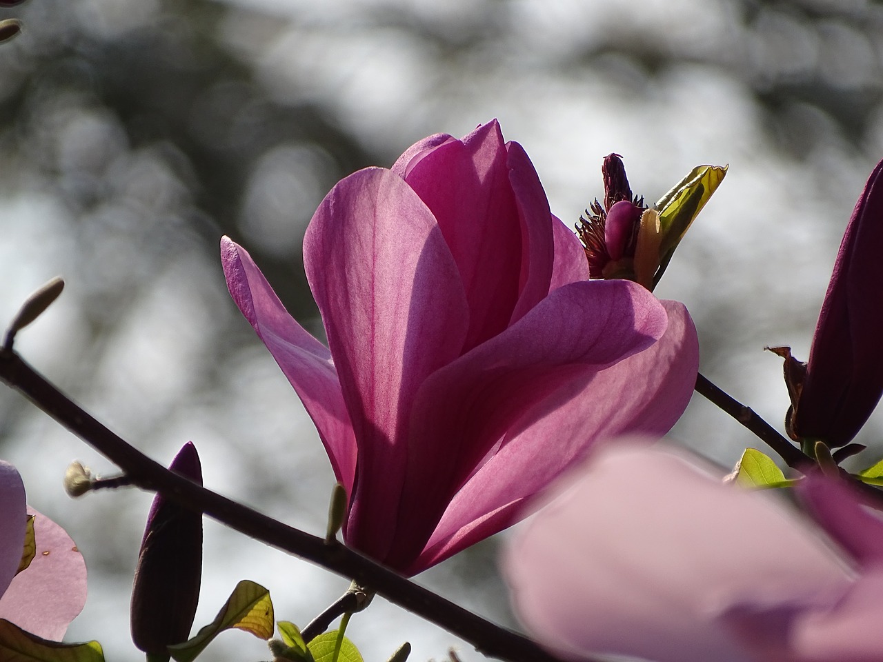 magnolia  blossom  bloom free photo