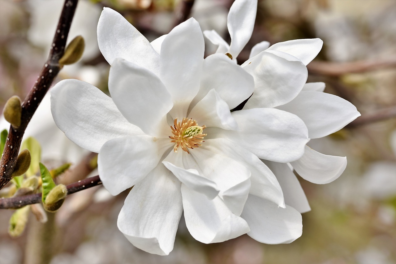 magnolia  magnolia tree  flowers free photo