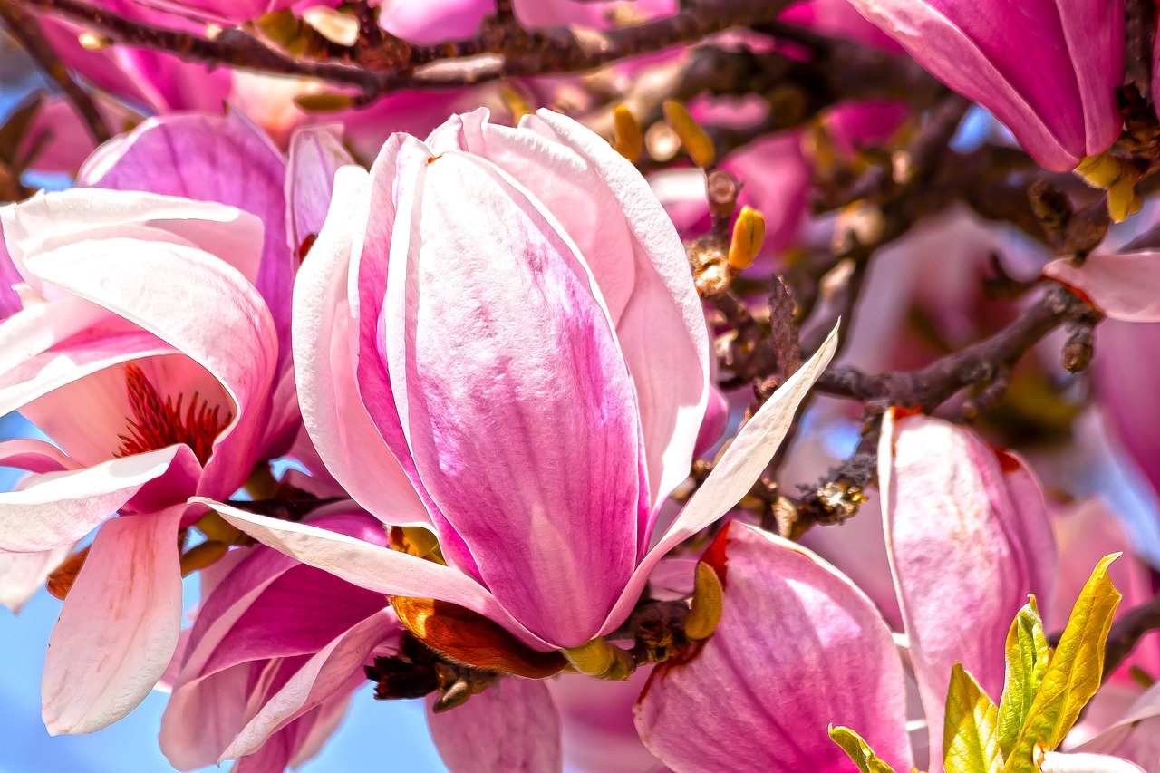 magnolia  blossom  bloom free photo