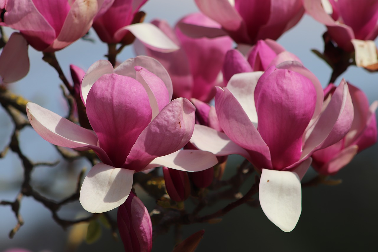 magnolia  tulip magnolia  flowers free photo