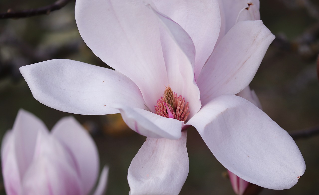 magnolia  magnolia blossom  detail free photo