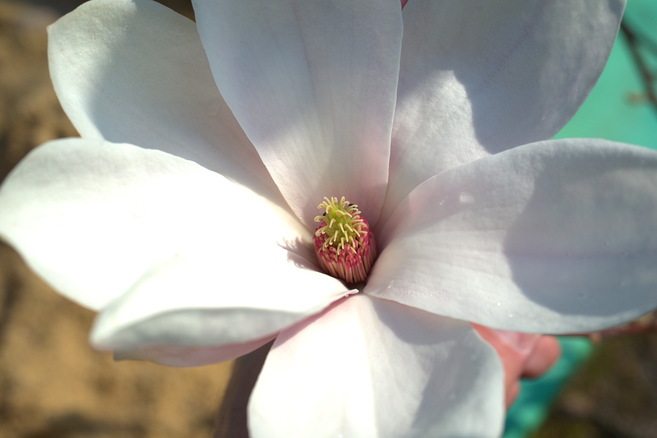 magnolia  flower  spring free photo