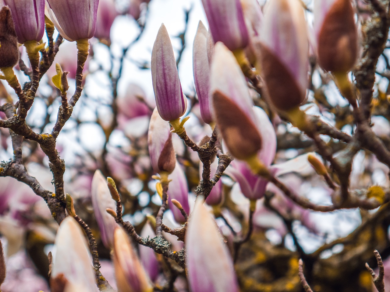 magnolia  blossom  bloom free photo