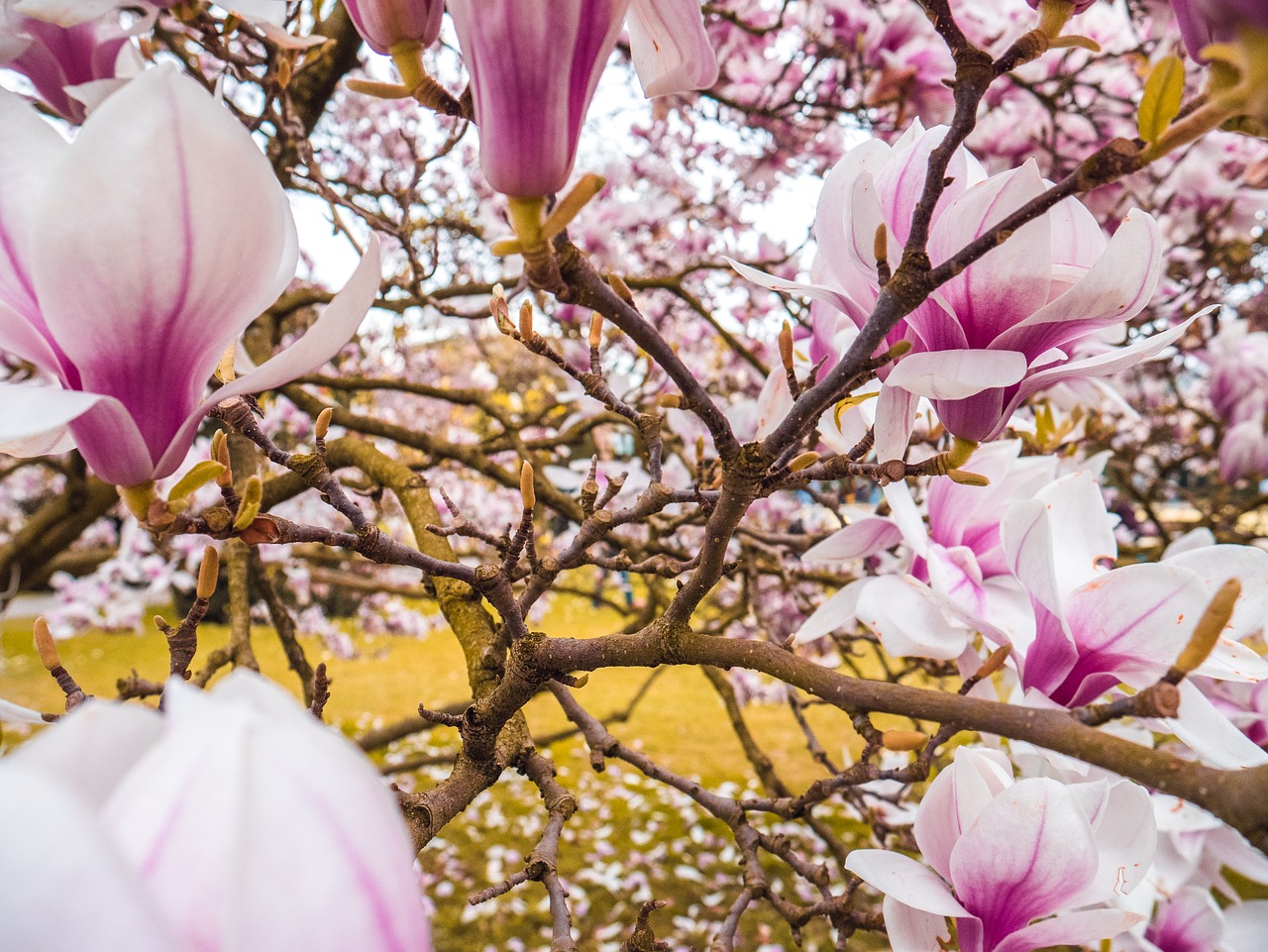 magnolia  blossom  bloom free photo