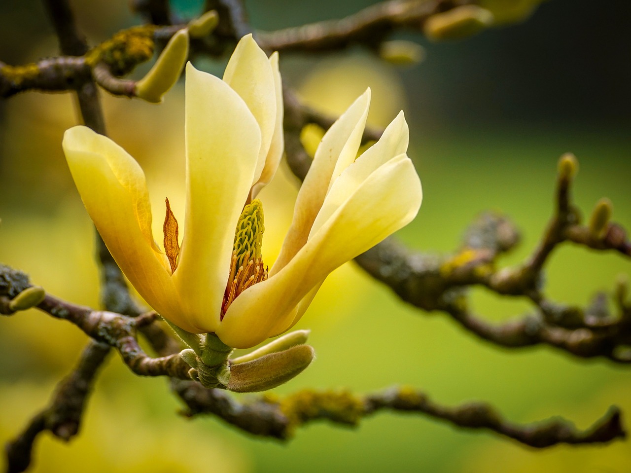 magnolia  yellow  blossom free photo