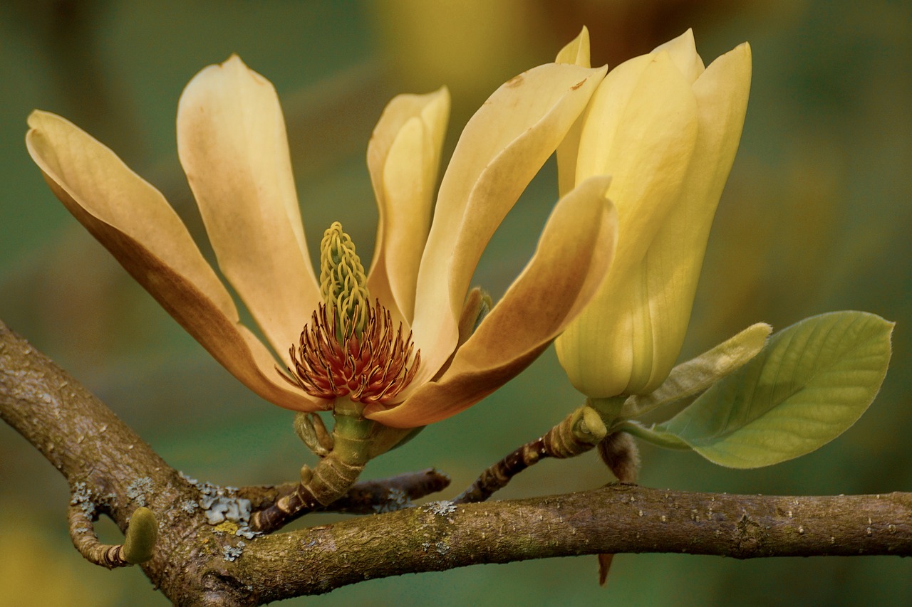 magnolia  yellow  blossom free photo