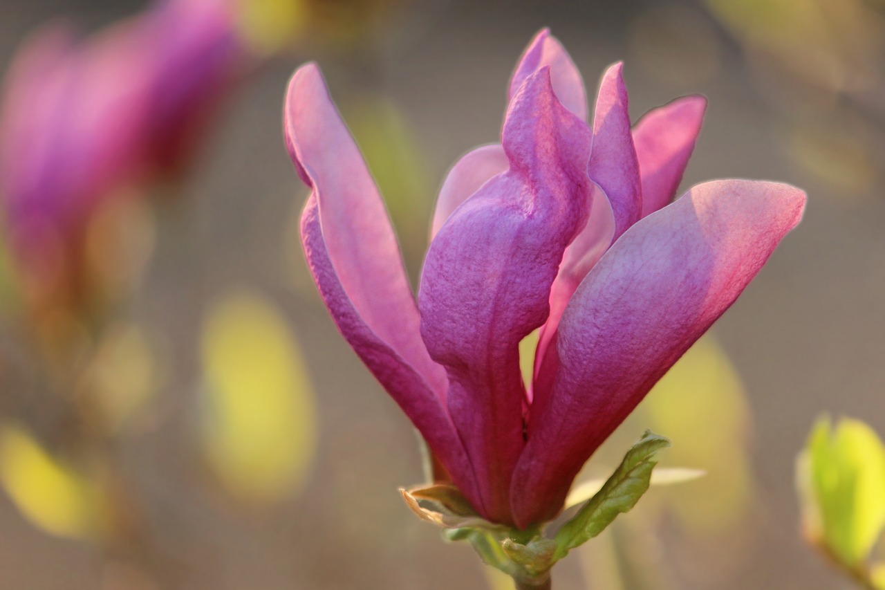 magnolia  blossom  bloom free photo