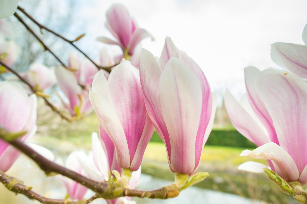 magnolia  pink  spring free photo