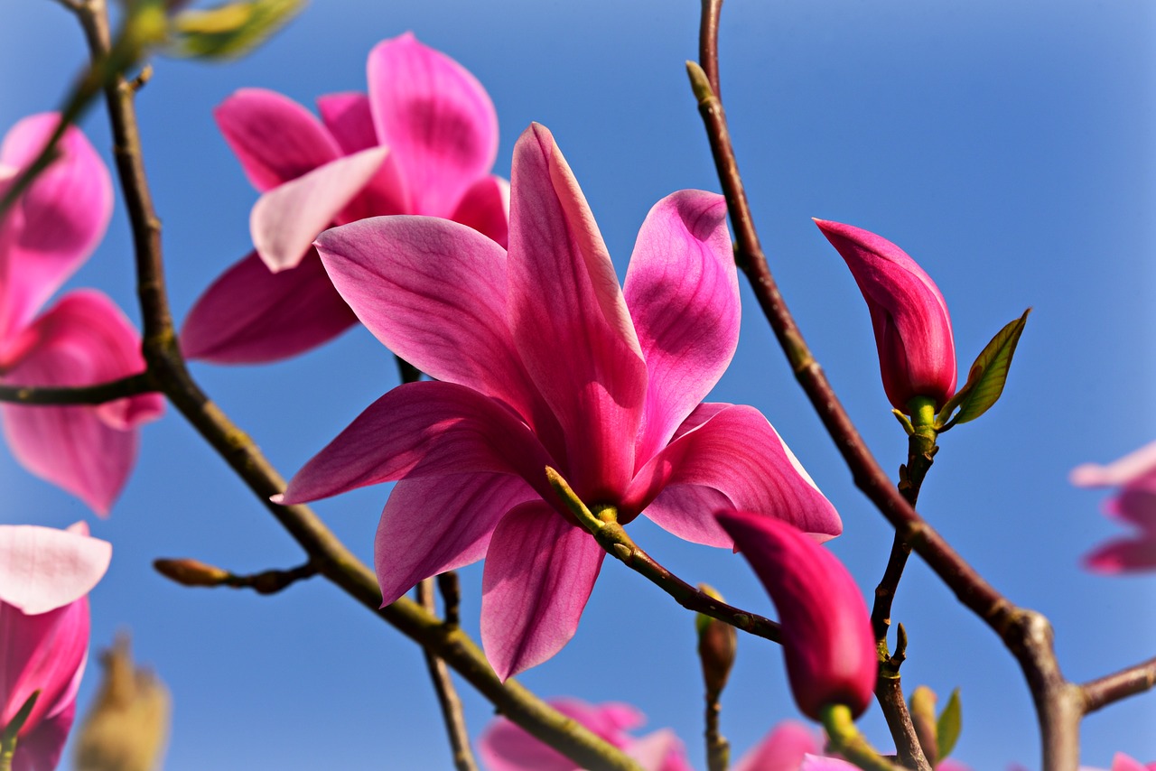 magnolia  flower  tree free photo
