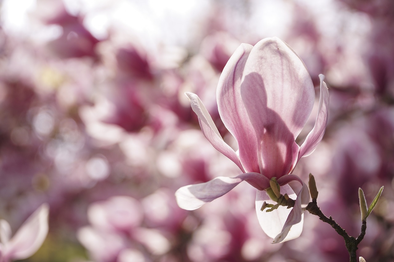 magnolia  flower  spring free photo