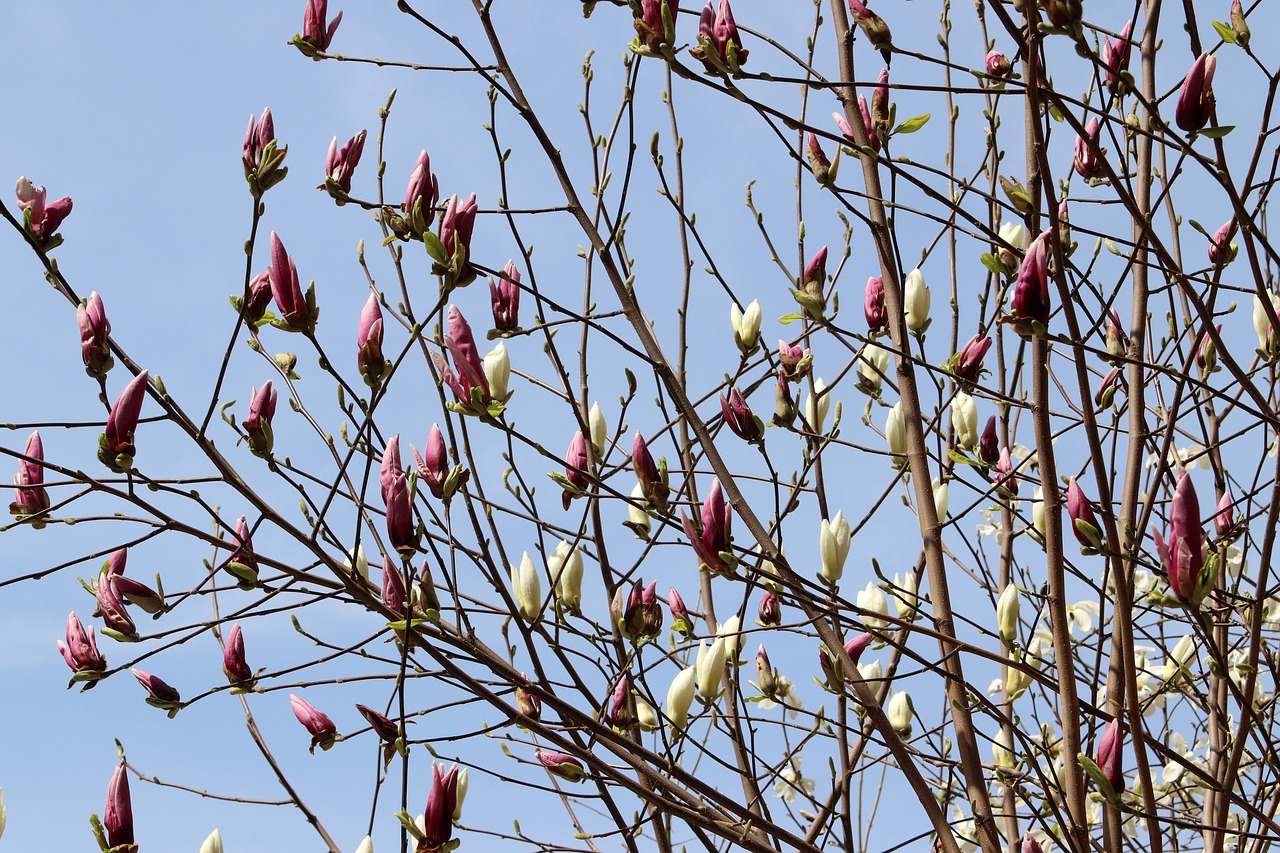 magnolia  now magnolia  spring free photo