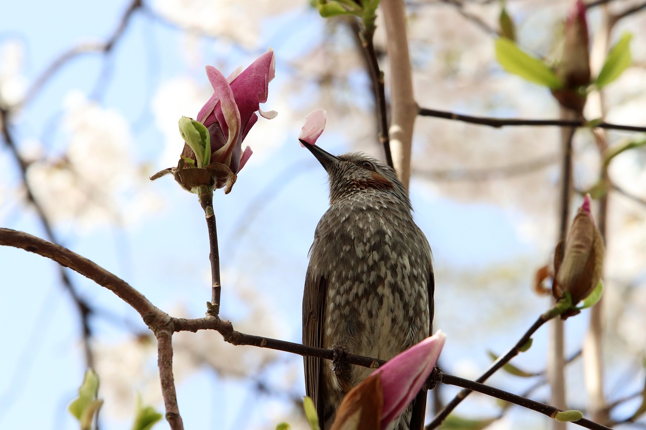 magnolia  now magnolia  spring free photo