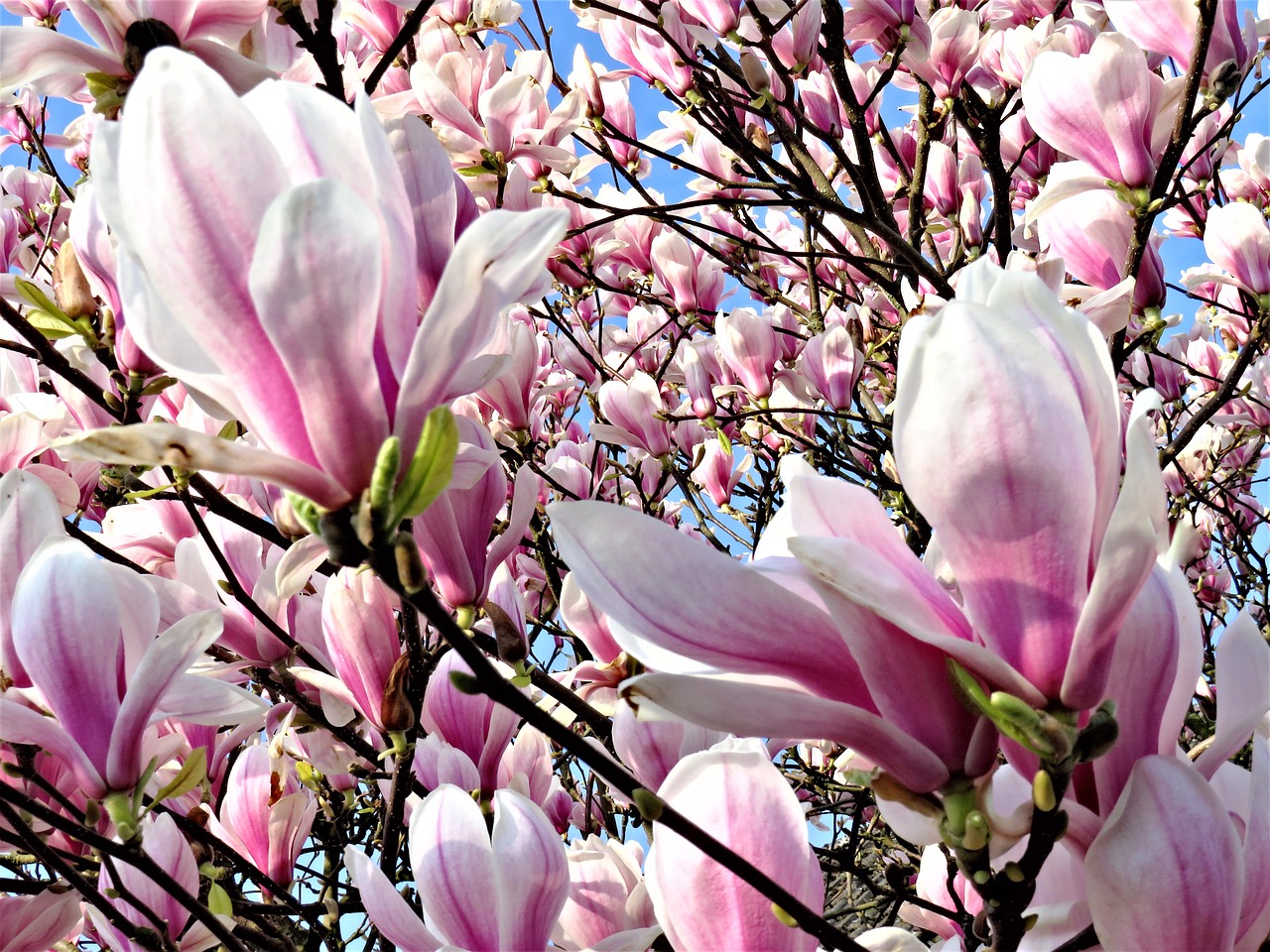 magnolia  blossom  spring free photo