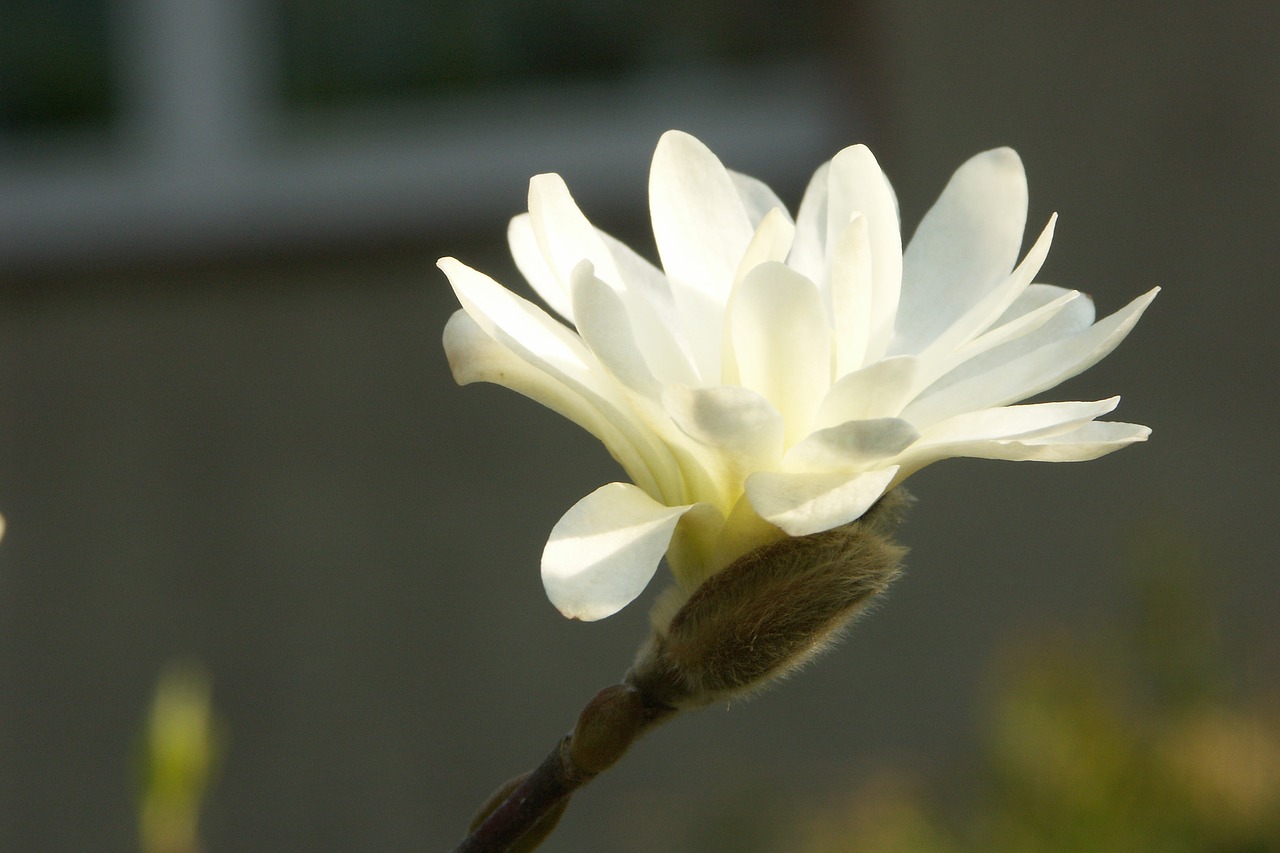 magnolia  blossom  bloom free photo