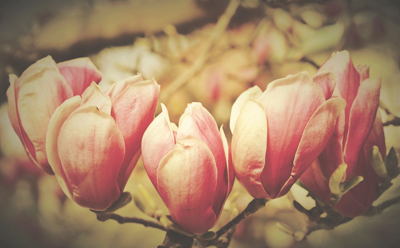 magnolia  magnolia tree  flowers free photo