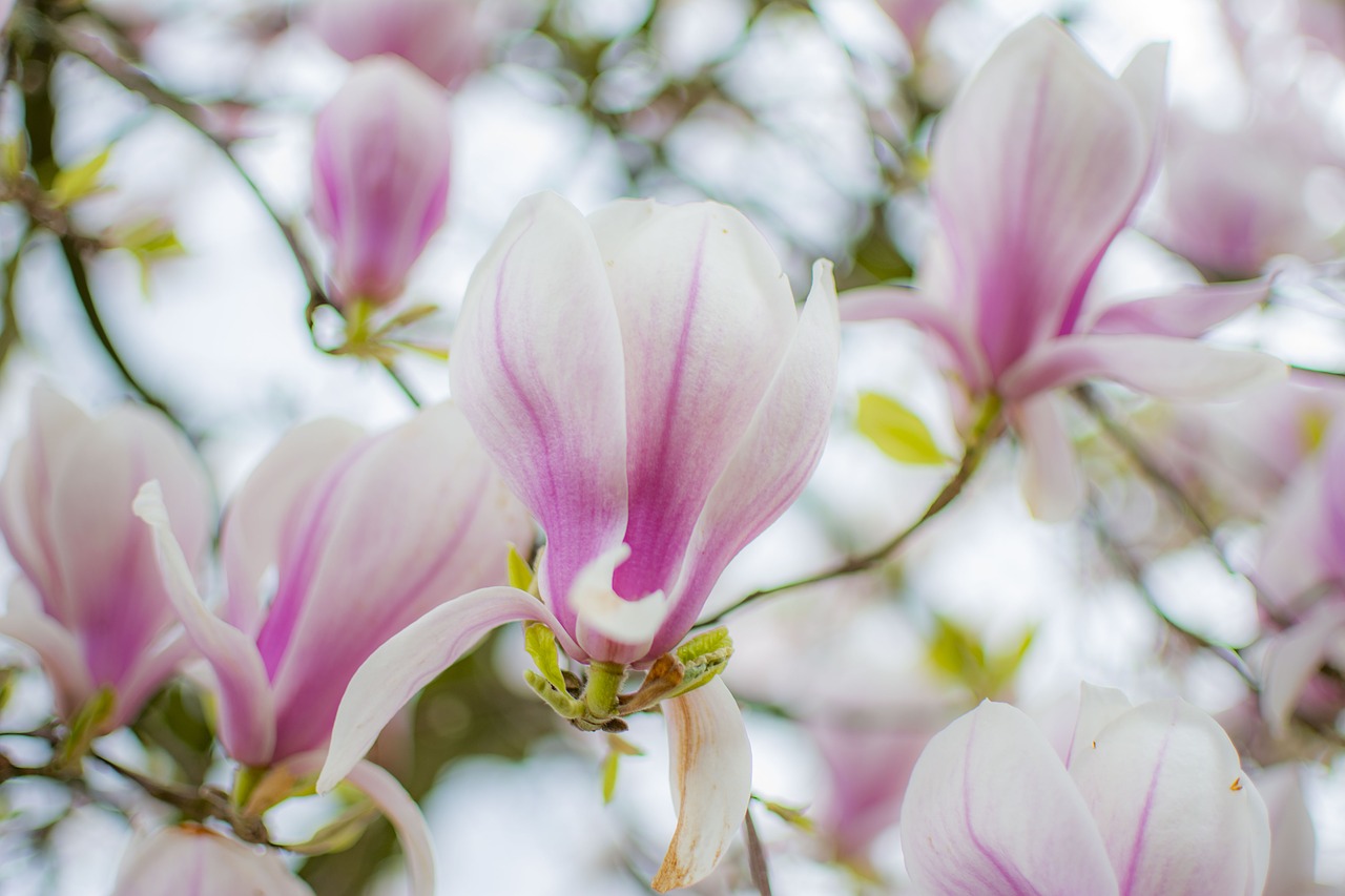 magnolia  tree  spring free photo