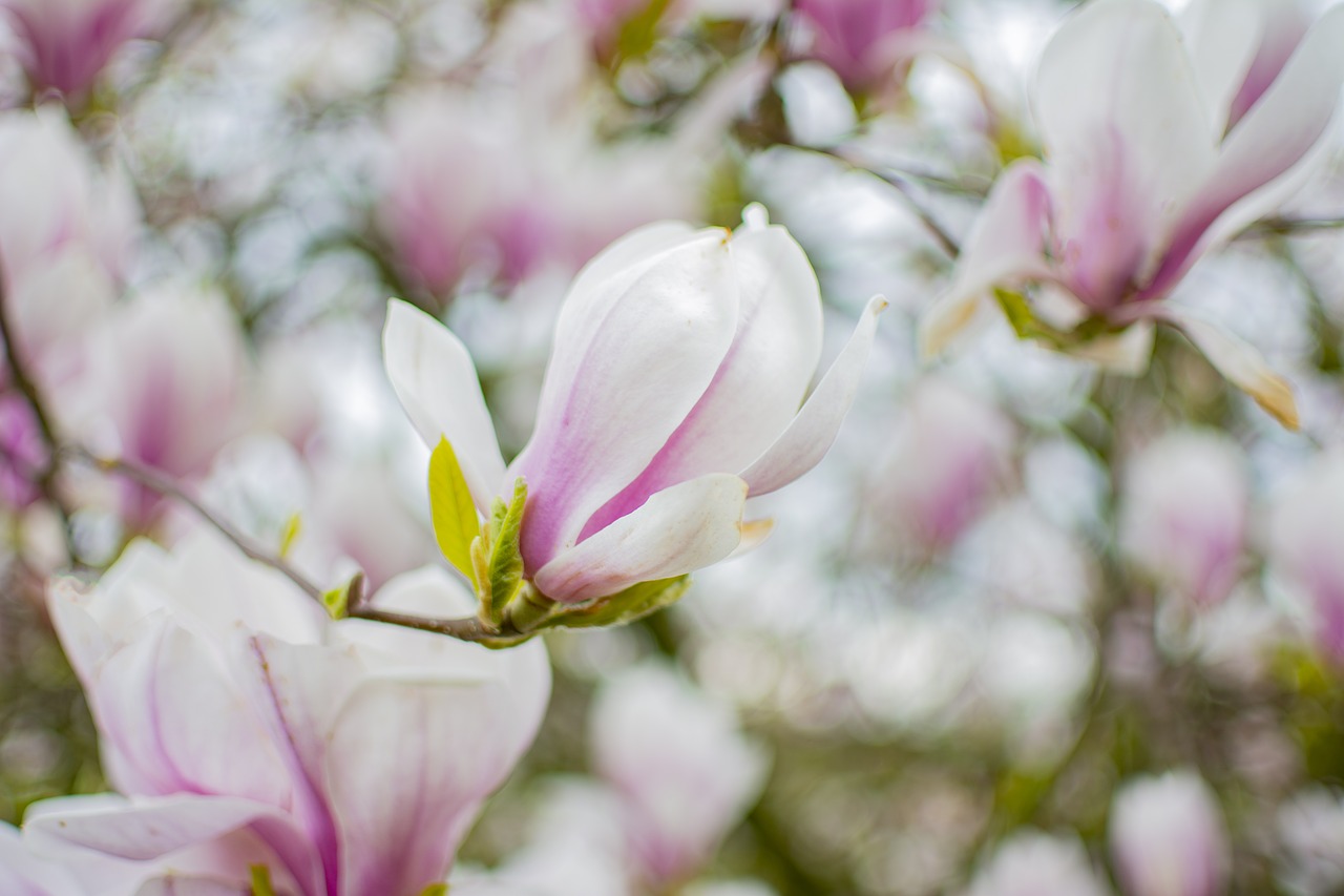 magnolia  tree  spring free photo