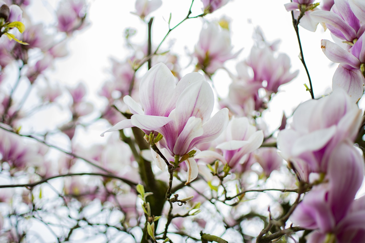 magnolia  tree  spring free photo
