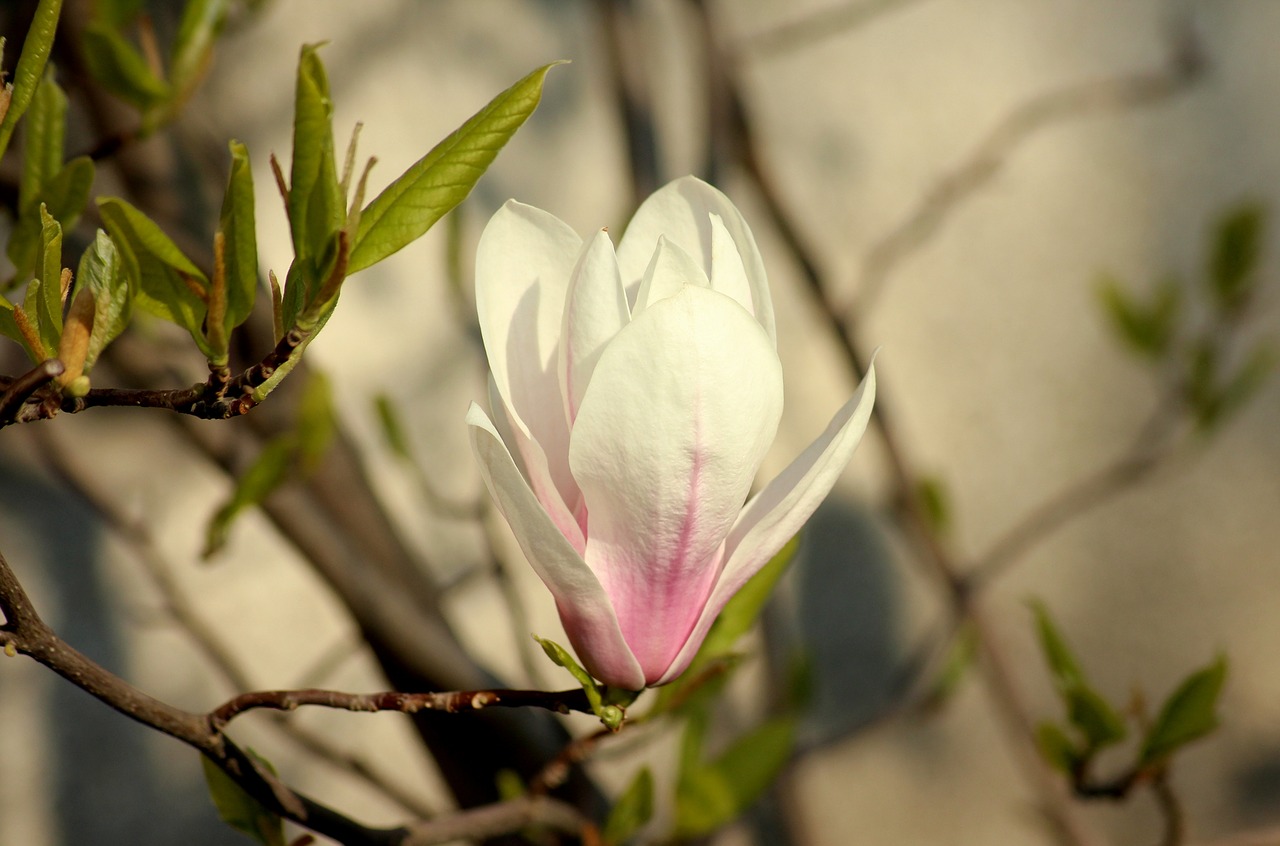 magnolia  magnolia flower  spring free photo