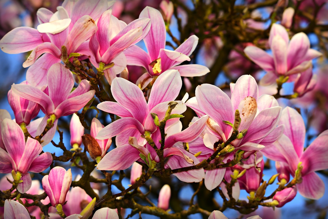magnolia  flower  petal free photo
