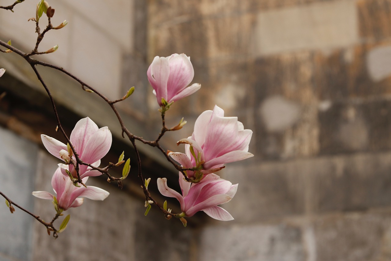 magnolia  bloom  spring free photo
