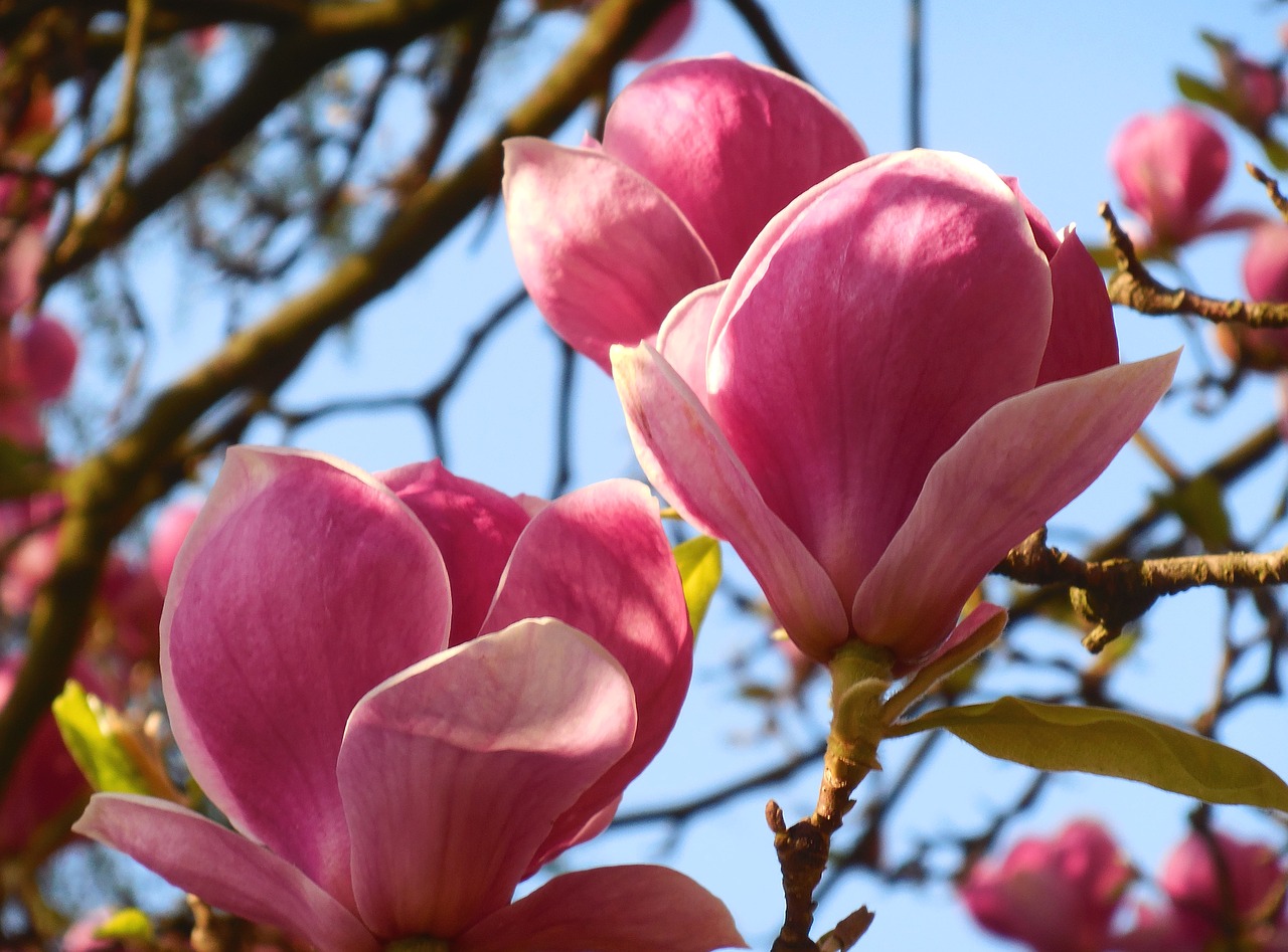 magnolia  spring  flower free photo