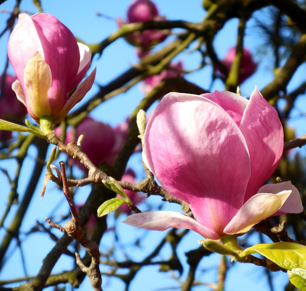 magnolia  flower  spring free photo