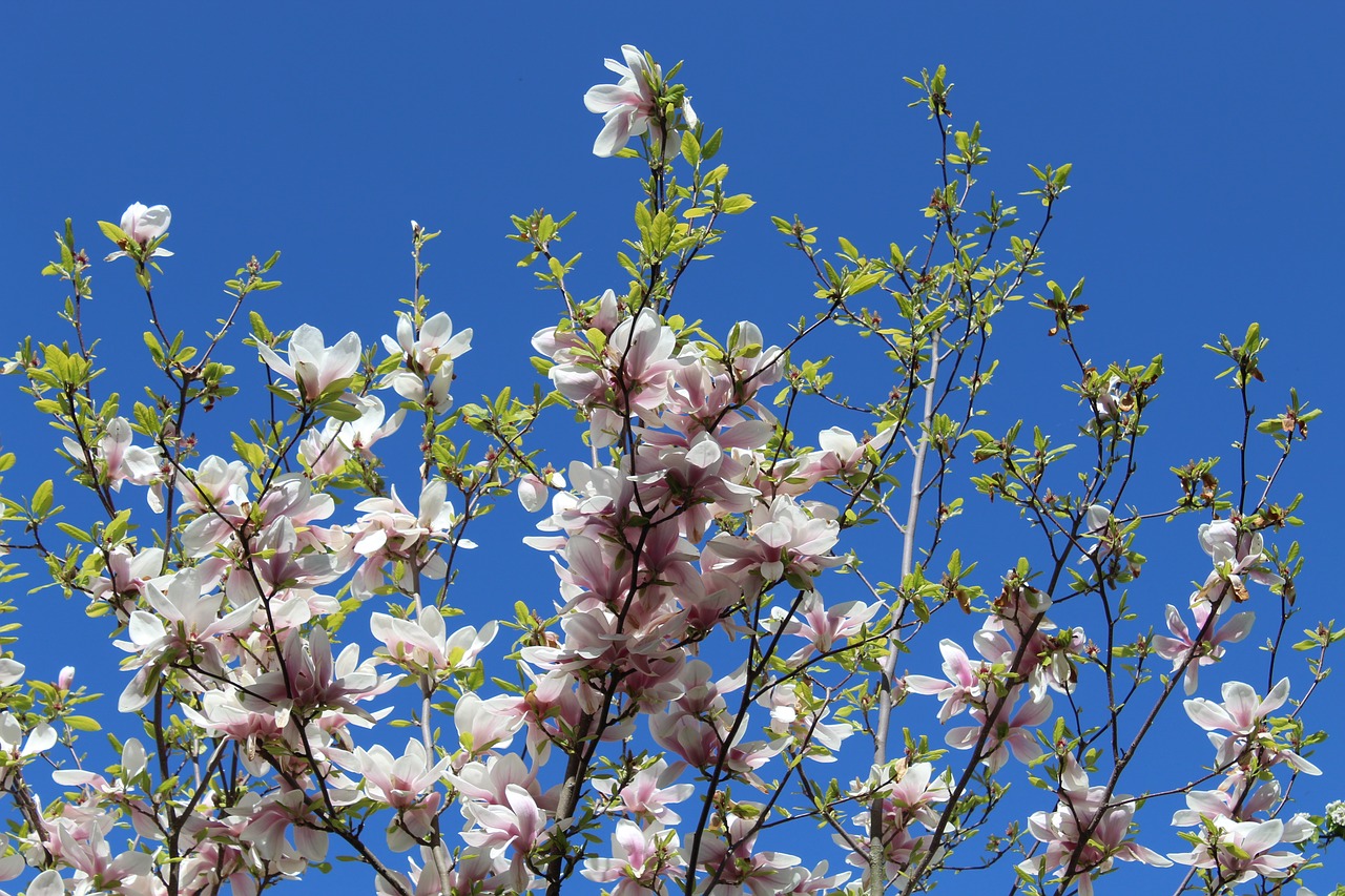 magnolia  spring  pink free photo