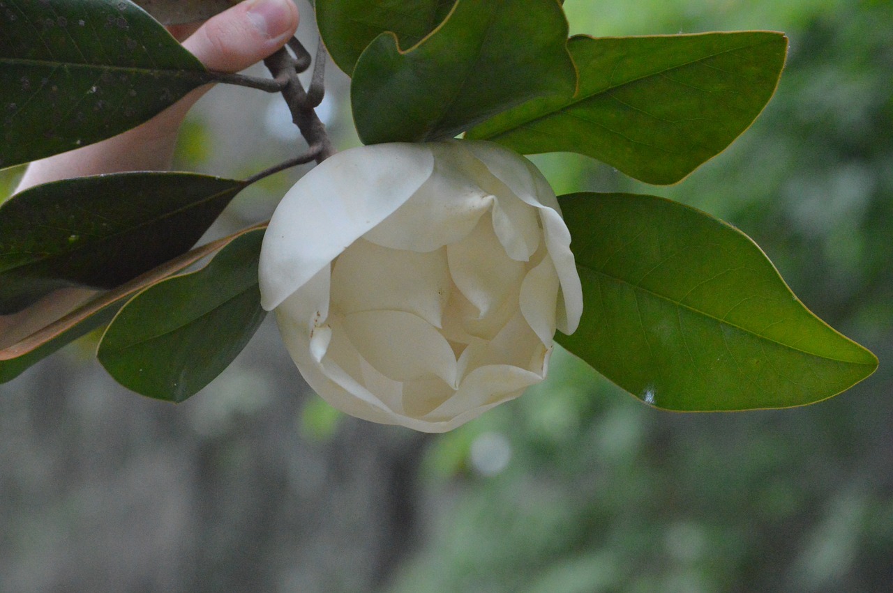 magnolia flower nature free photo